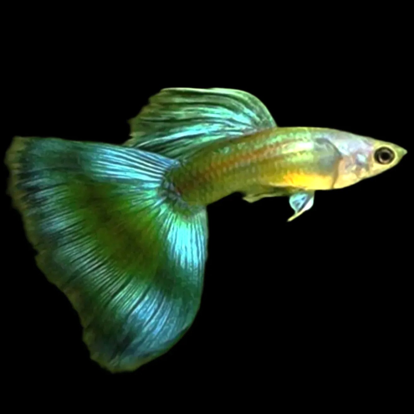 Guppy male moscow green